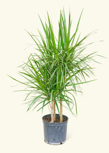 Large Madagascar Dragon Tree (Dracaena marginata)