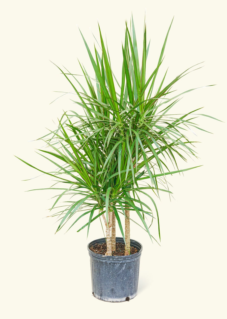 Large Madagascar Dragon Tree (Dracaena marginata)