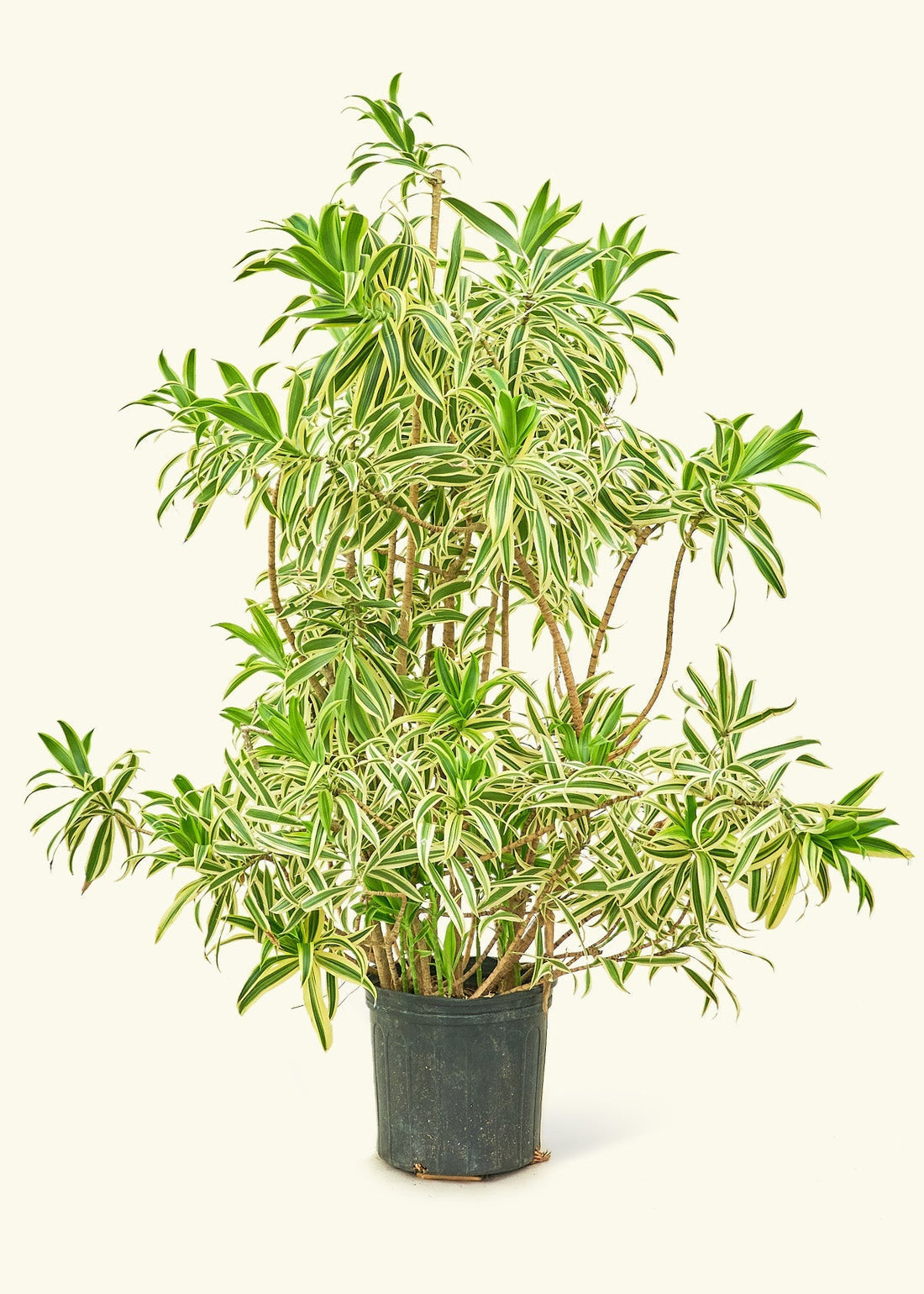 XL Song of India (Dracaena &