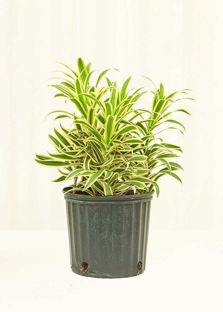 Large Dracaena 'Song of India' (Dracaena reflexa)