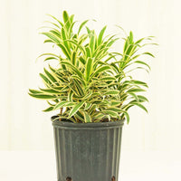 XL Song of India (Dracaena 'Song of India')