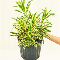 XL Song of India (Dracaena 'Song of India')