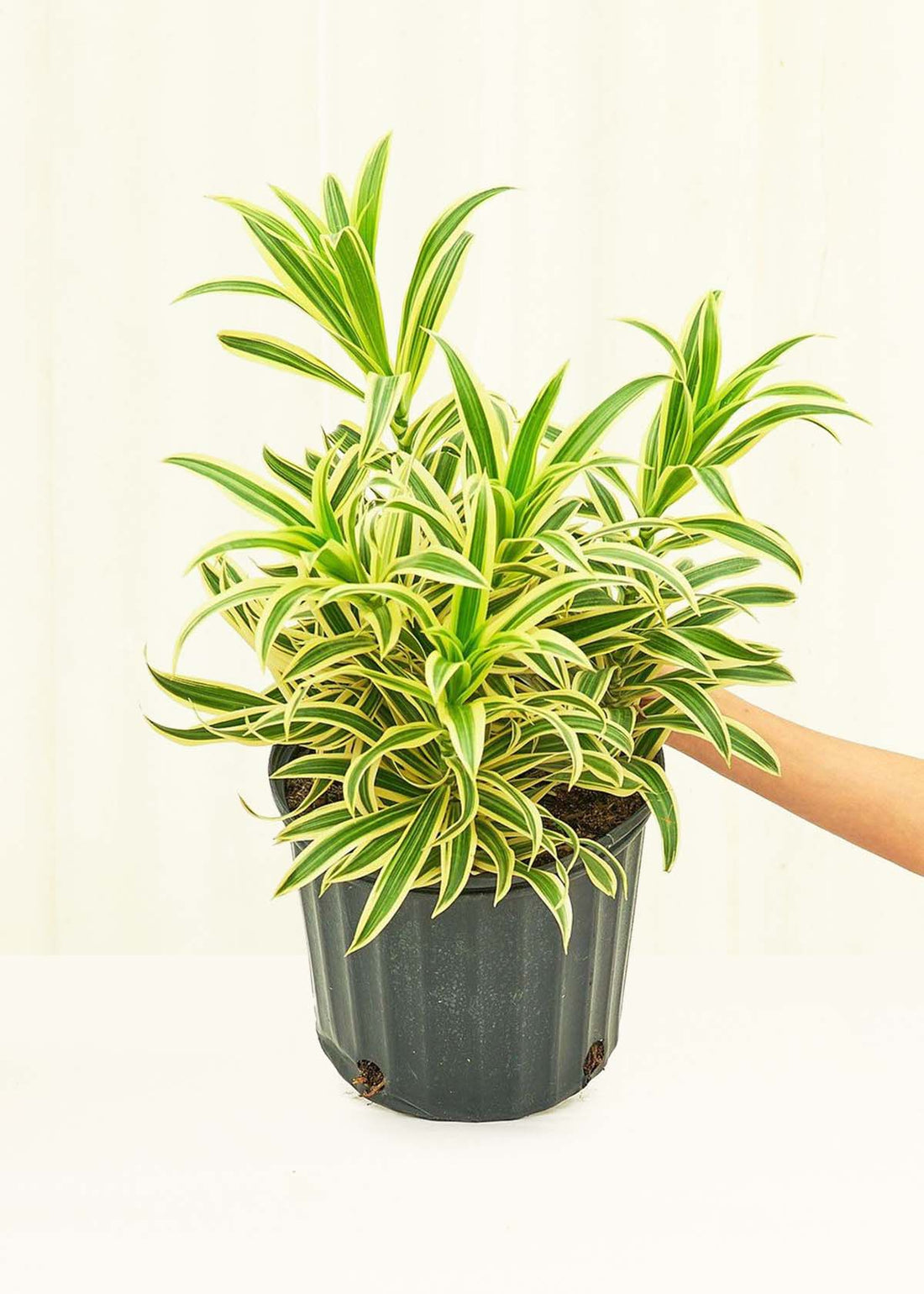 Large Dracaena &