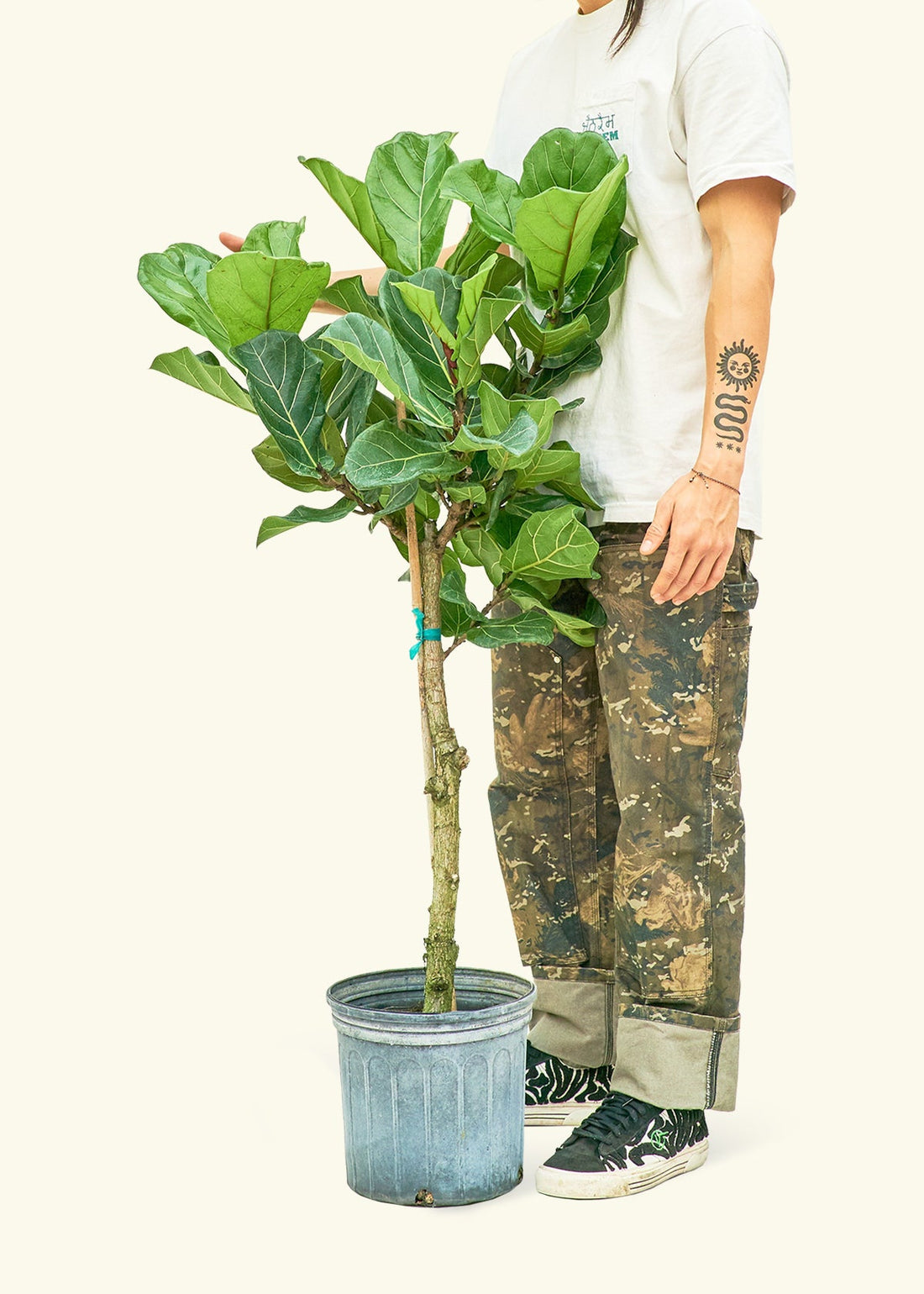 Hank Plant Rooted XL