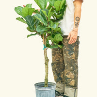 Hank Plant Rooted XL