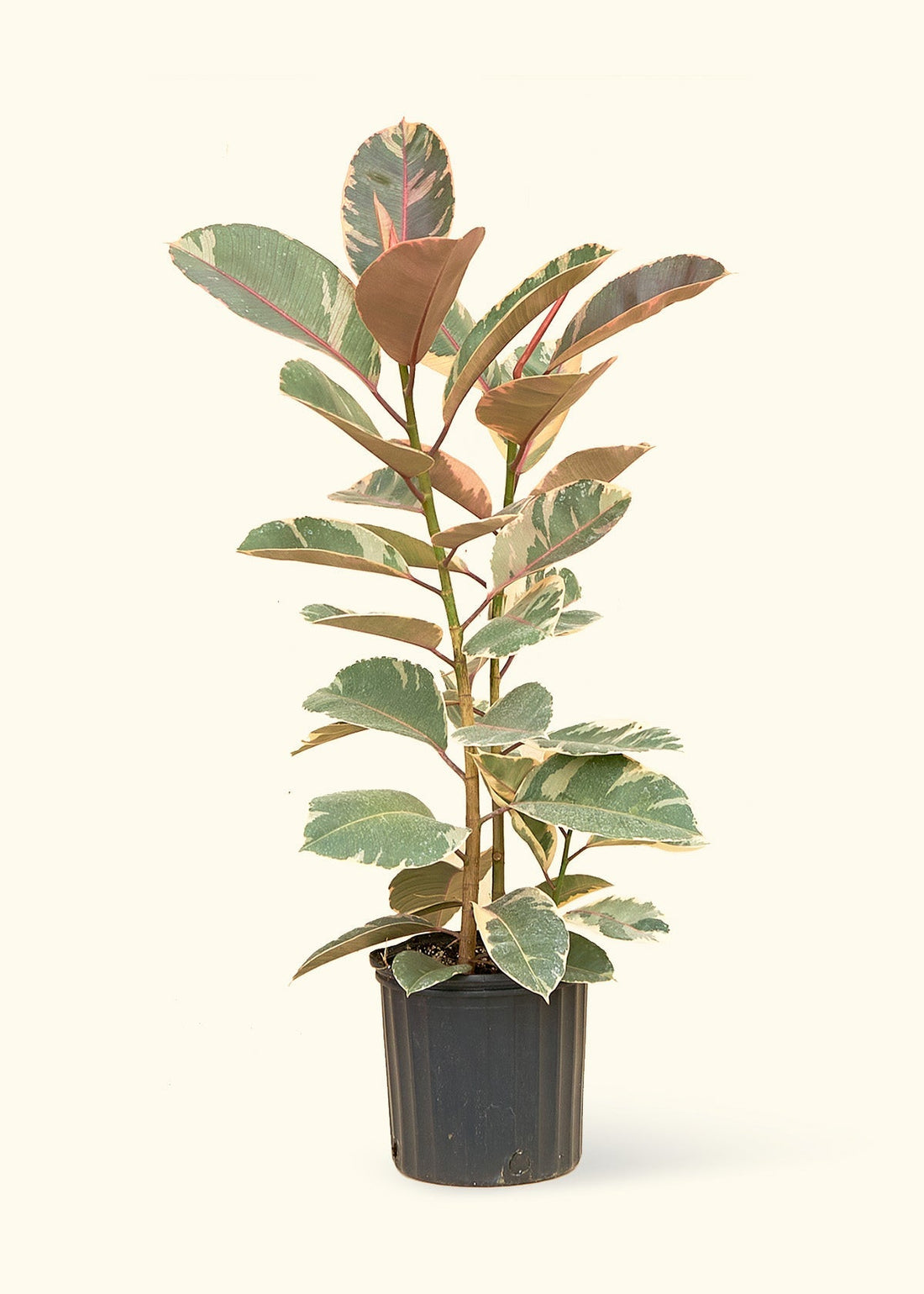 Large Ruby Rubber Tree (Ficus elastica &