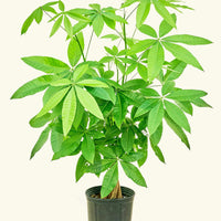 Money Tree in 10" nursery pot