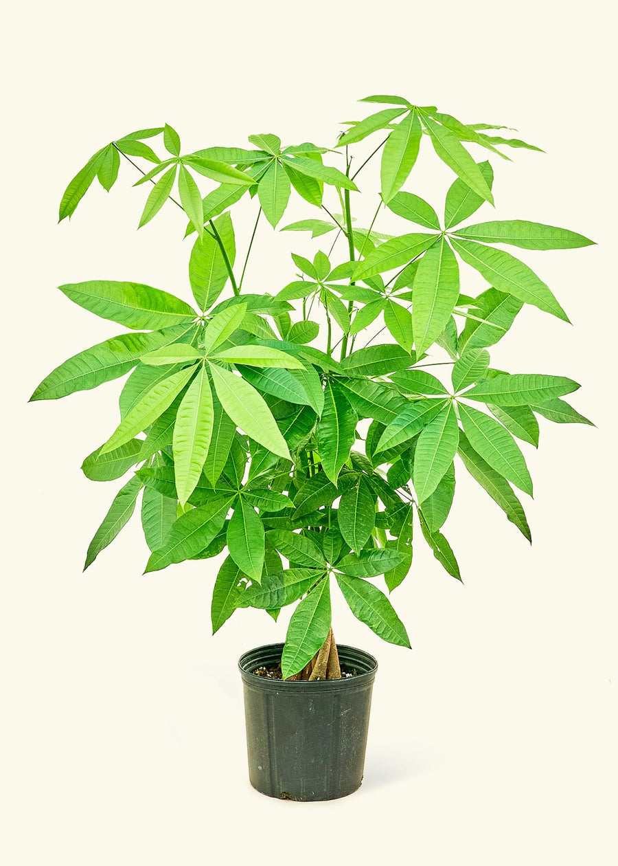 Money Tree in 10" nursery pot