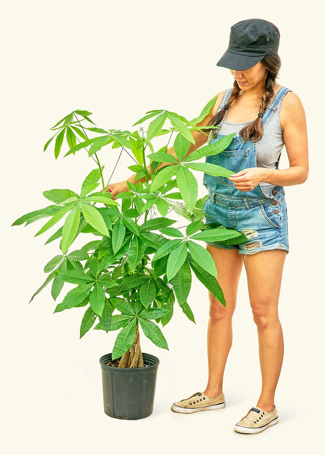 Money Tree in 10" nursery pot