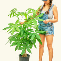 Money Tree in 10" nursery pot