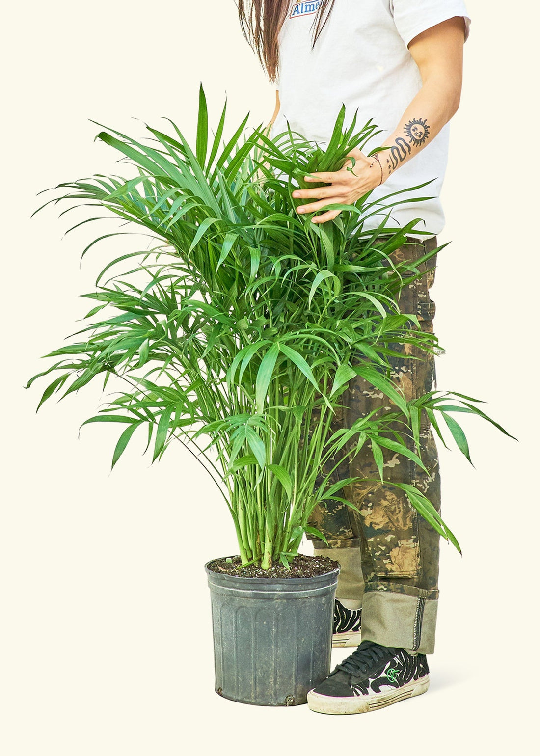 Large Cat Palm (Chamaedorea cataractarum)