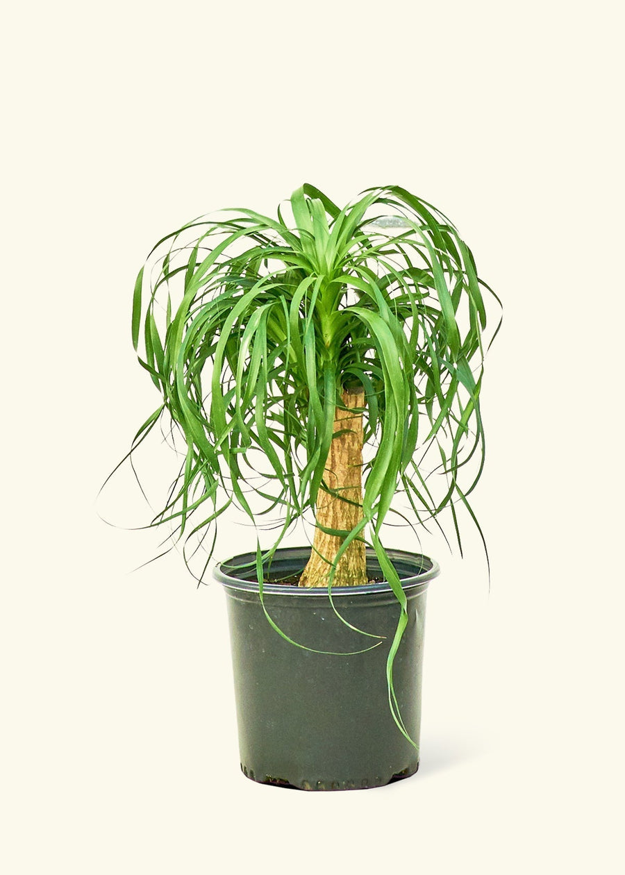 Large Ponytail Palm (Beaucarnea recurvata)