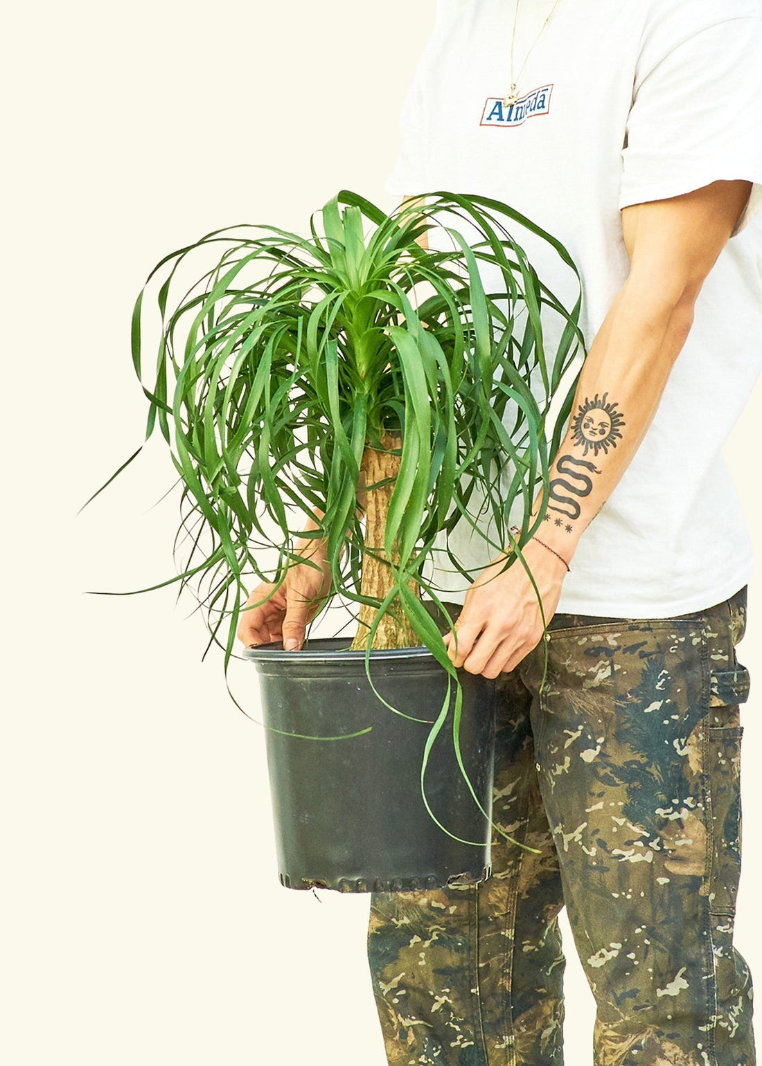 Large Ponytail Palm (Beaucarnea recurvata)