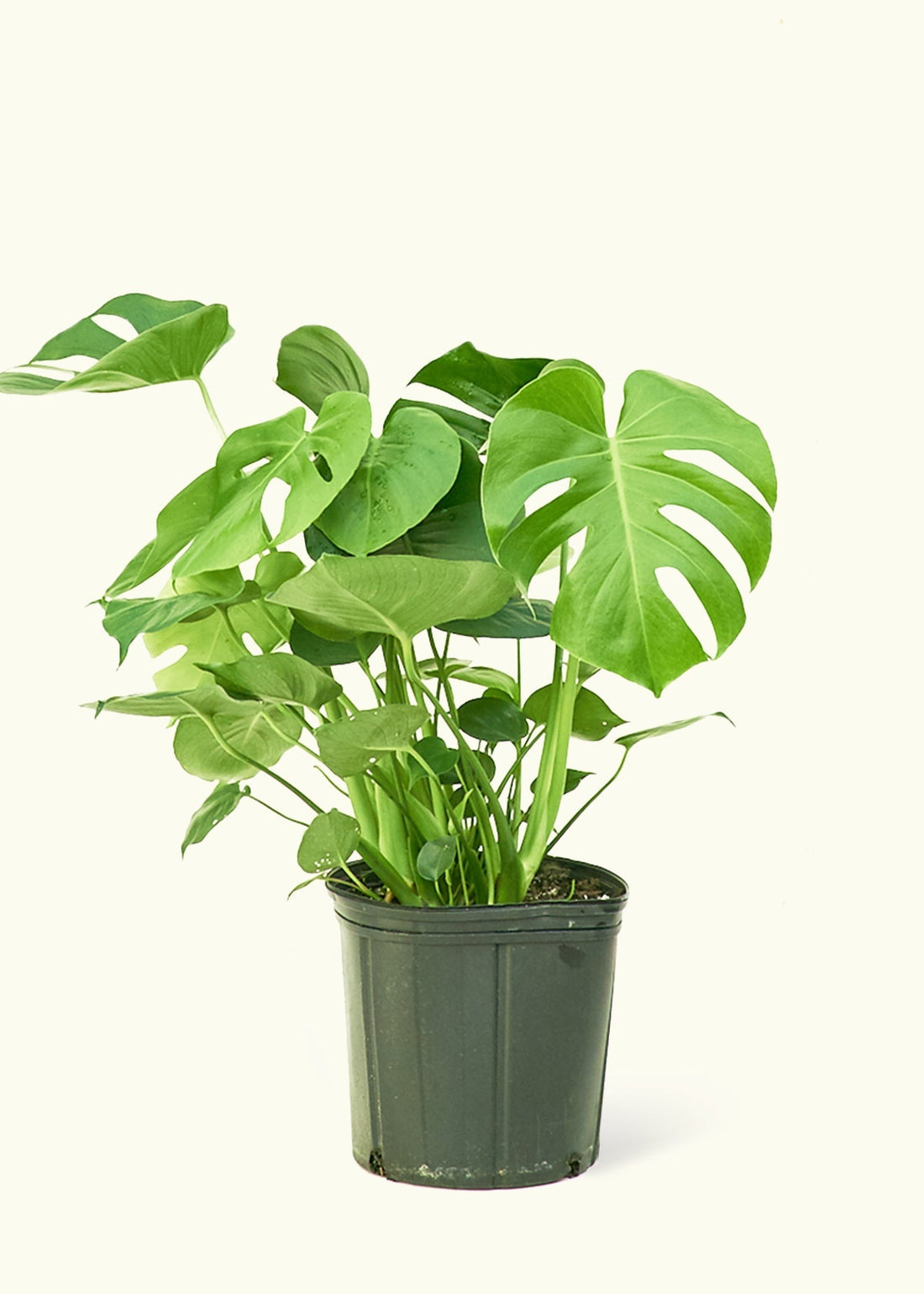 Large Swiss Cheese Plant (Monstera deliciosa)