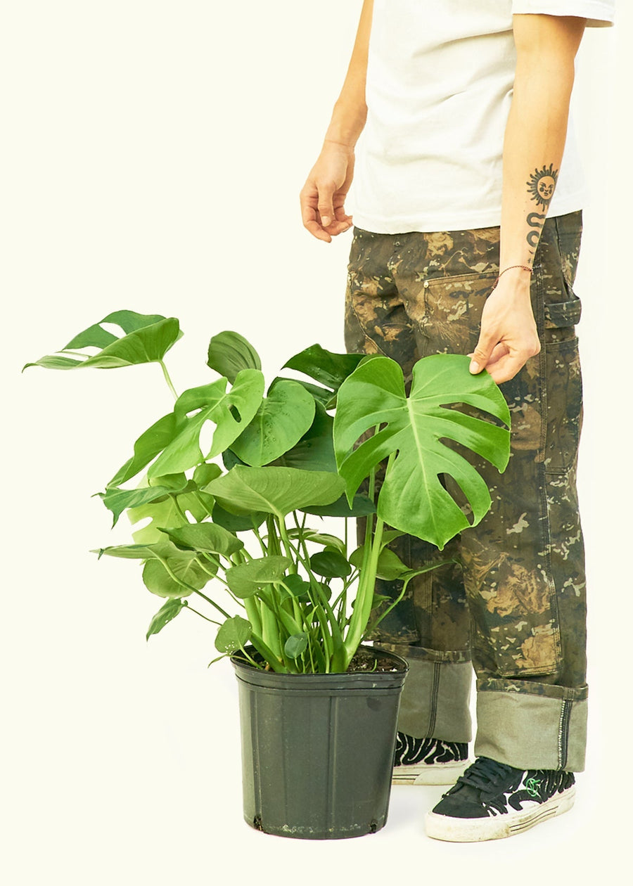 Large Swiss Cheese Plant (Monstera deliciosa)