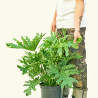 Large Philodendron 'Lickety Splitz' (Philodendron selloum)