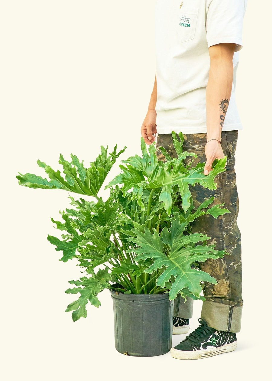 Large Philodendron 'Lickety Splitz' (Philodendron selloum)