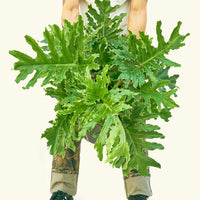 Large Philodendron 'Lickety Splitz' (Philodendron selloum)