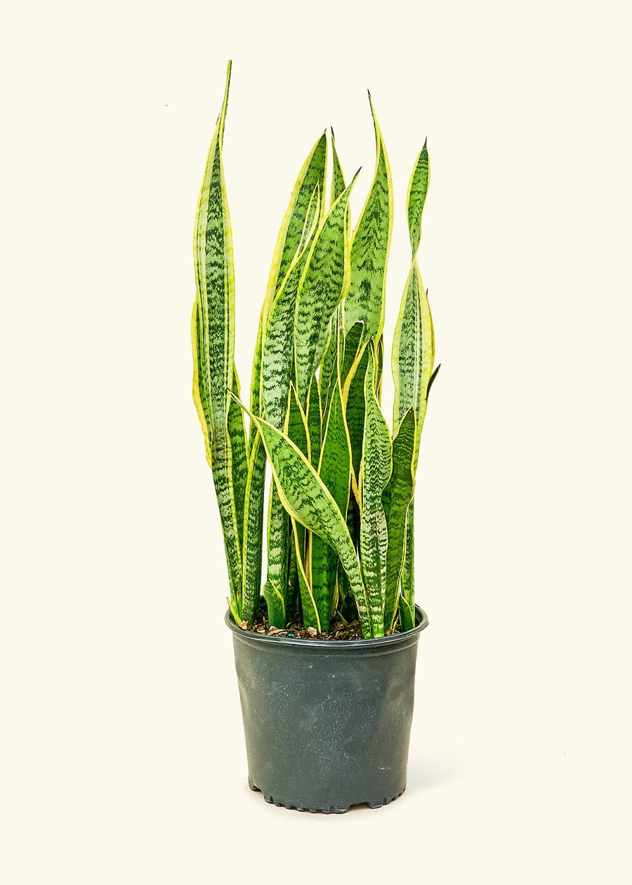 Large Snake Plant 'Laurentii' (Sansevieria laurentii)