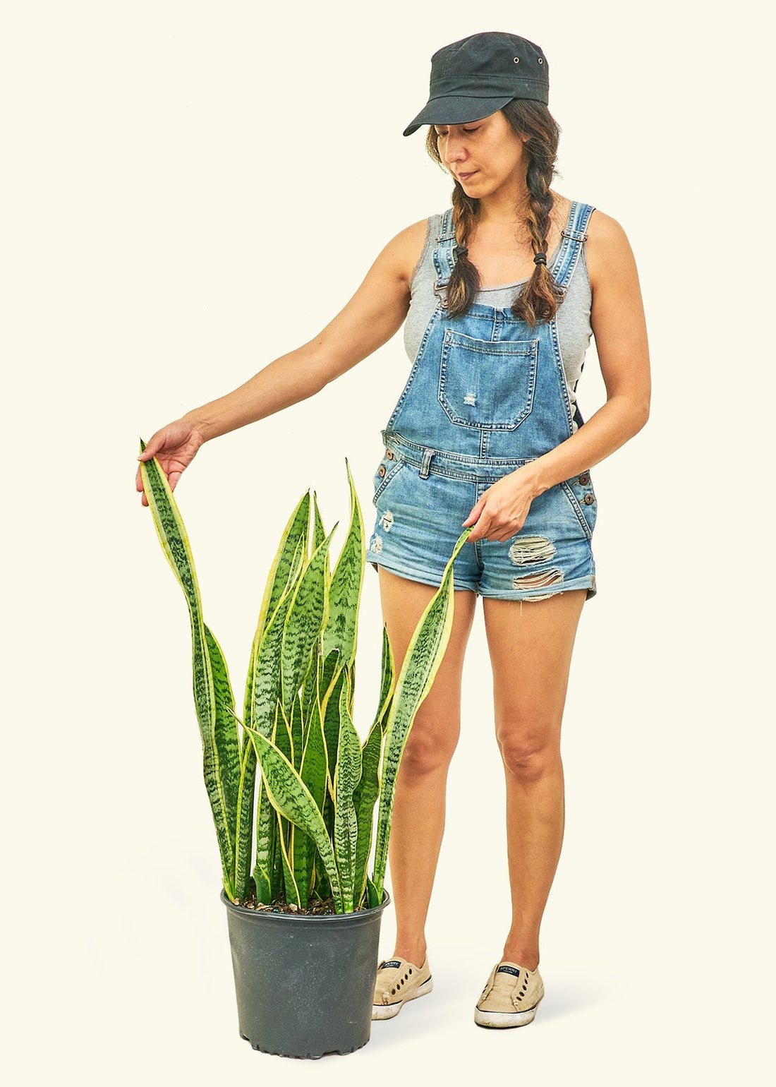 Large Snake Plant &