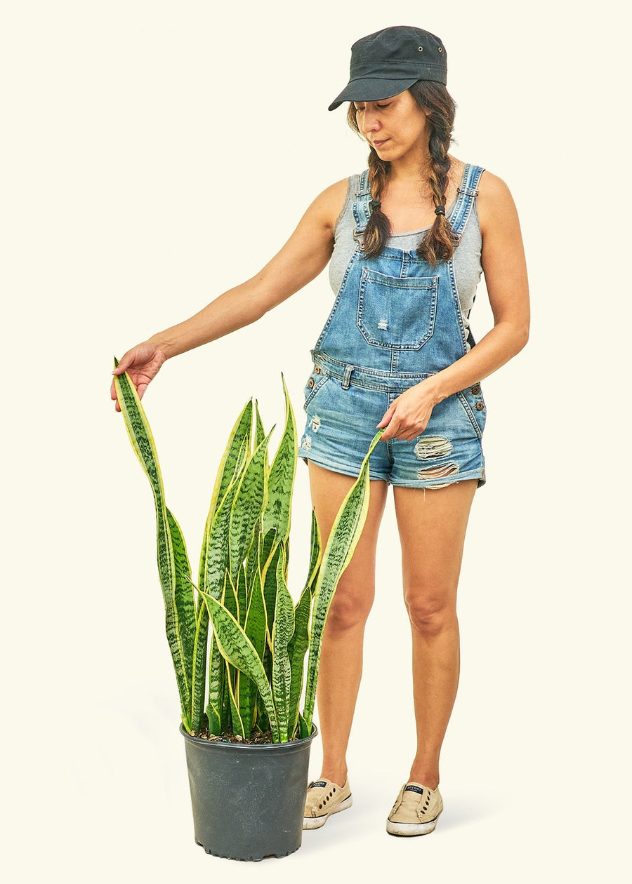 Large Snake Plant 'Laurentii' (Sansevieria laurentii)