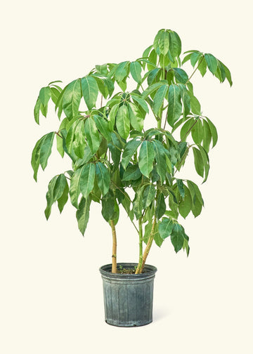 Large Australian Umbrella Tree in a grow pot.