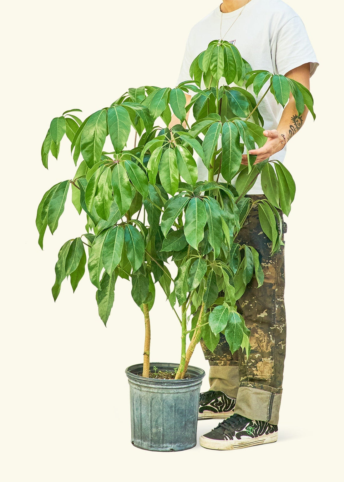 Large Australian Umbrella Tree in a grow pot.