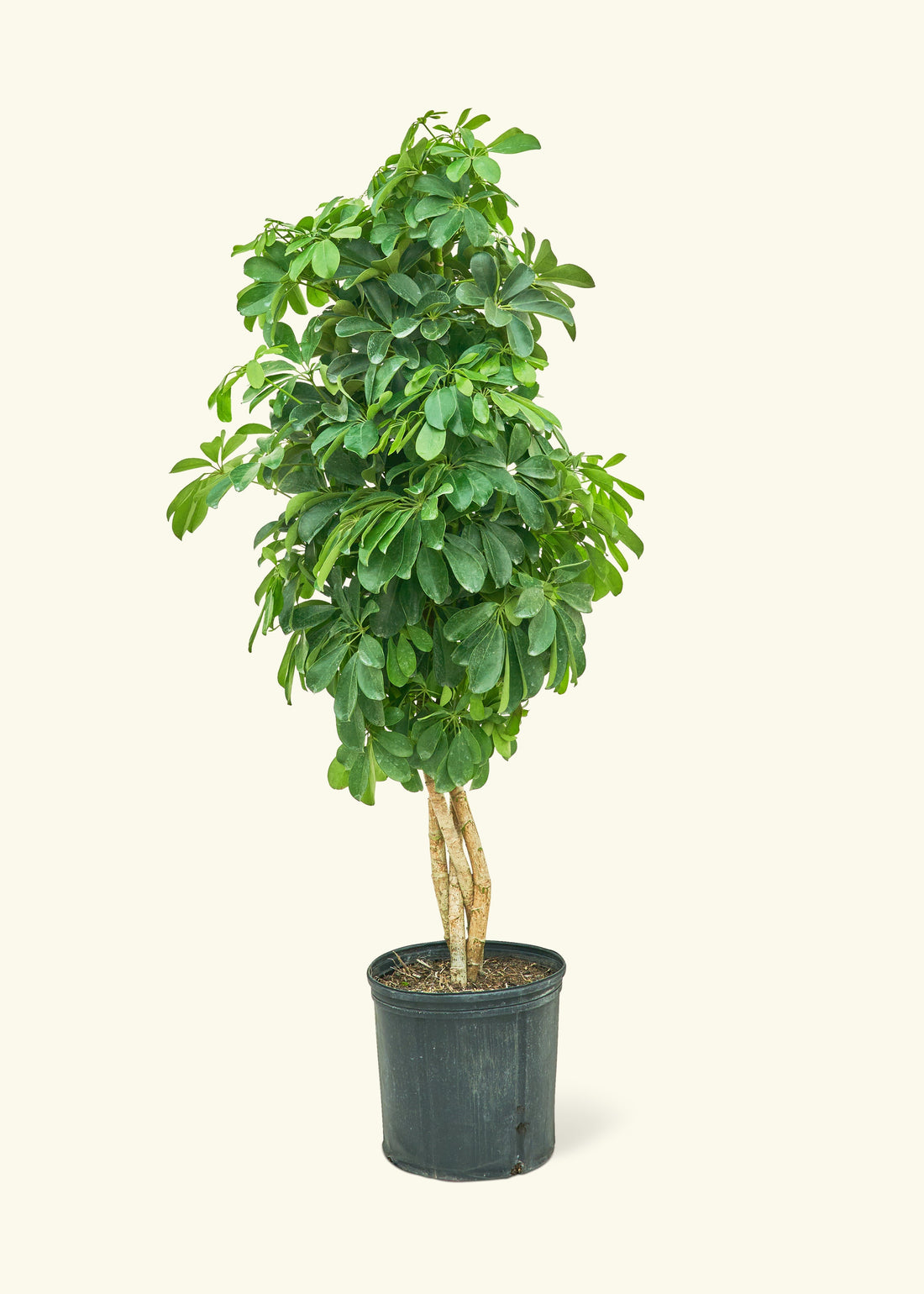 XL Hawaiian Dwarf Umbrella Tree (Schefflera arboricola &