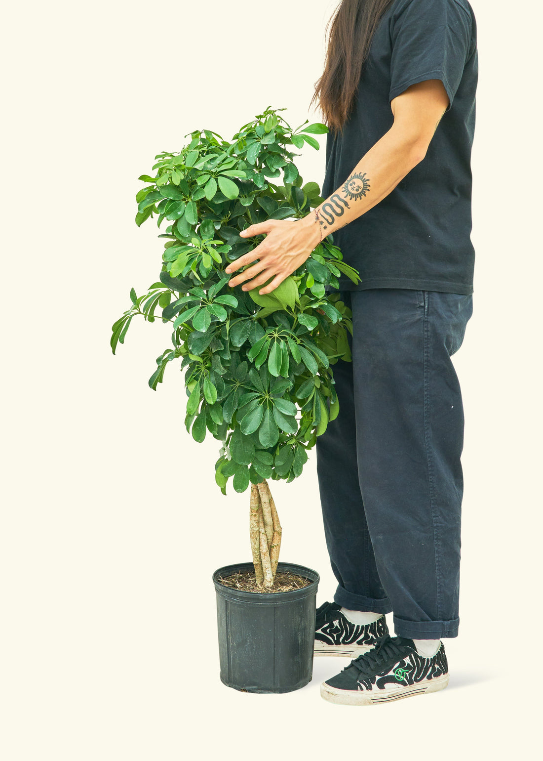 XL Hawaiian Dwarf Umbrella Tree (Schefflera arboricola &