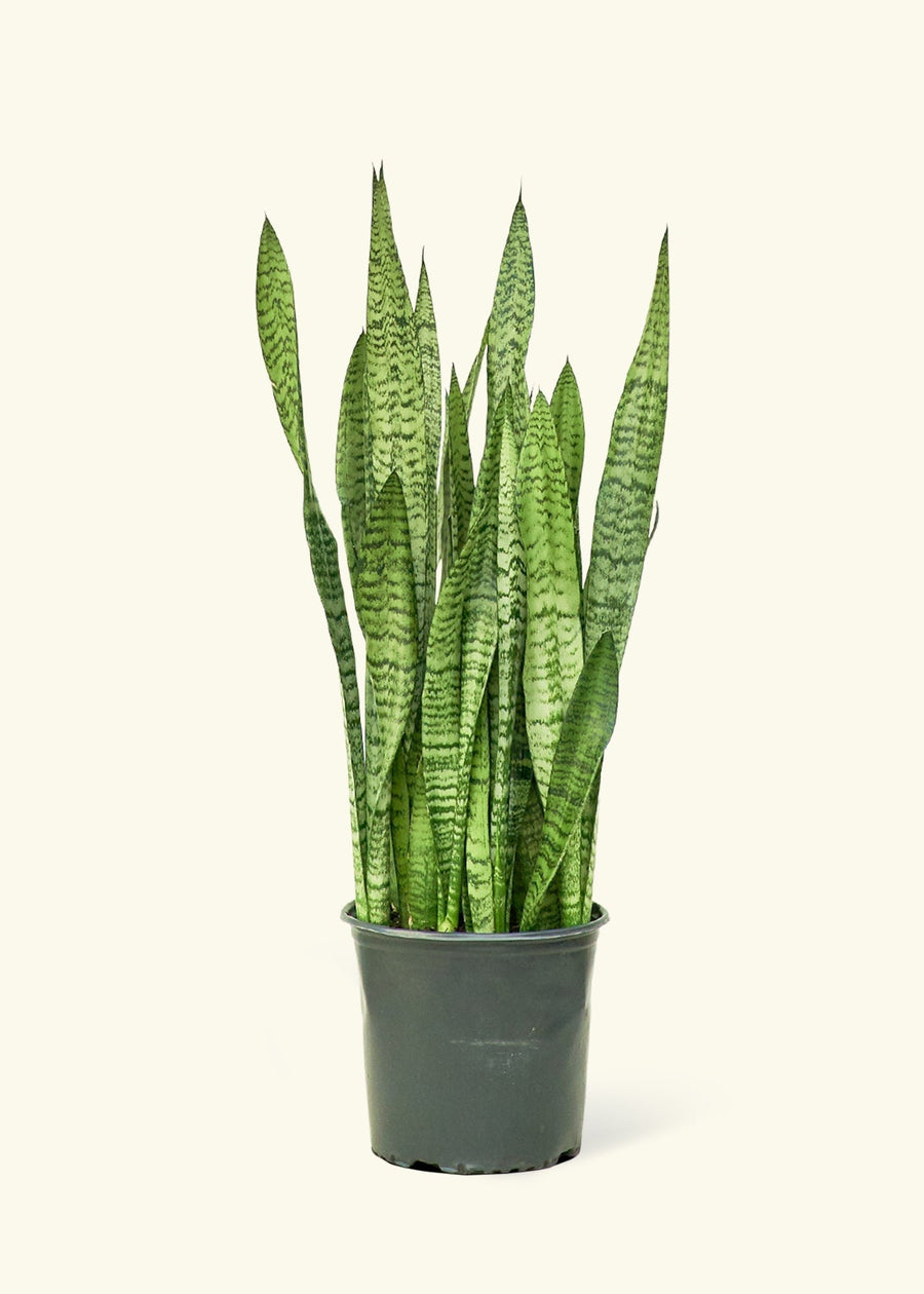 Large Snake Plant 'Zeylanica' (Sansevieria zeylanica)