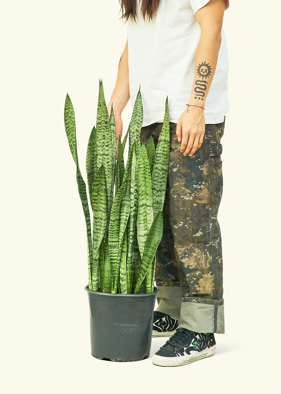 Large Snake Plant 'Zeylanica' (Sansevieria zeylanica)