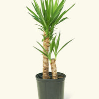 Large Yucca Cane (Yucca gigantea)