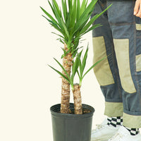 Large Yucca Cane (Yucca gigantea)