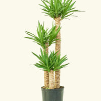 Large Yucca Cane (Yucca gigantea)