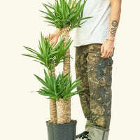 Large Yucca Cane (Yucca gigantea)