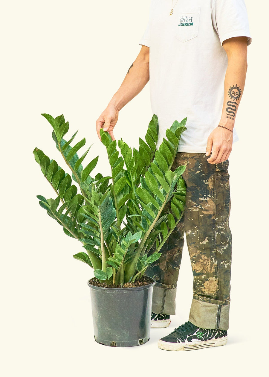 Large ZZ Plant (Zamioculcas zamiifolia)