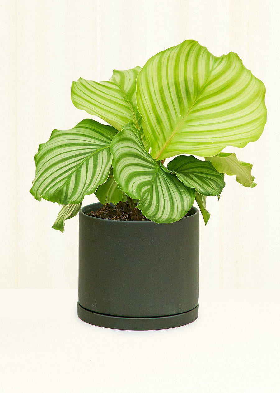 Smooth Matte Plant Pot 191 Planter KINTO Charcoal XS 