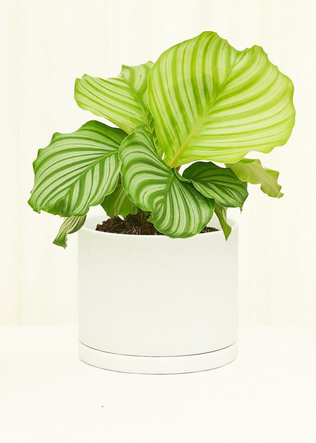 Smooth Matte Plant Pot 191 Planter KINTO Moonstone SM 