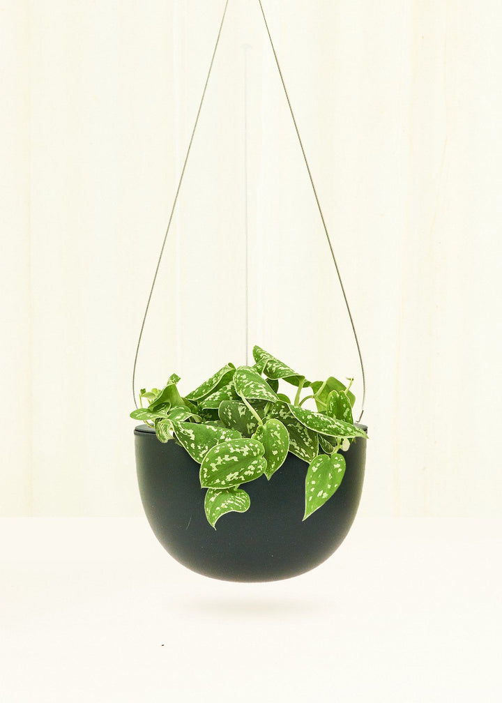 Rounded Hanging Planter 201 Planter KINTO Black SM 