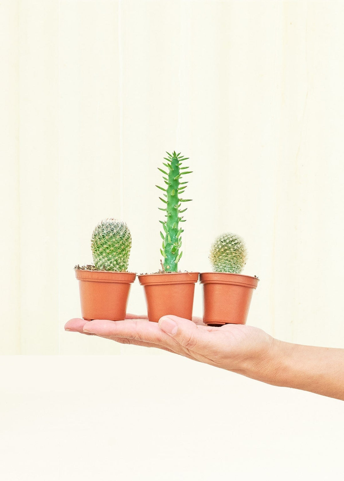 Baby Cactus Box