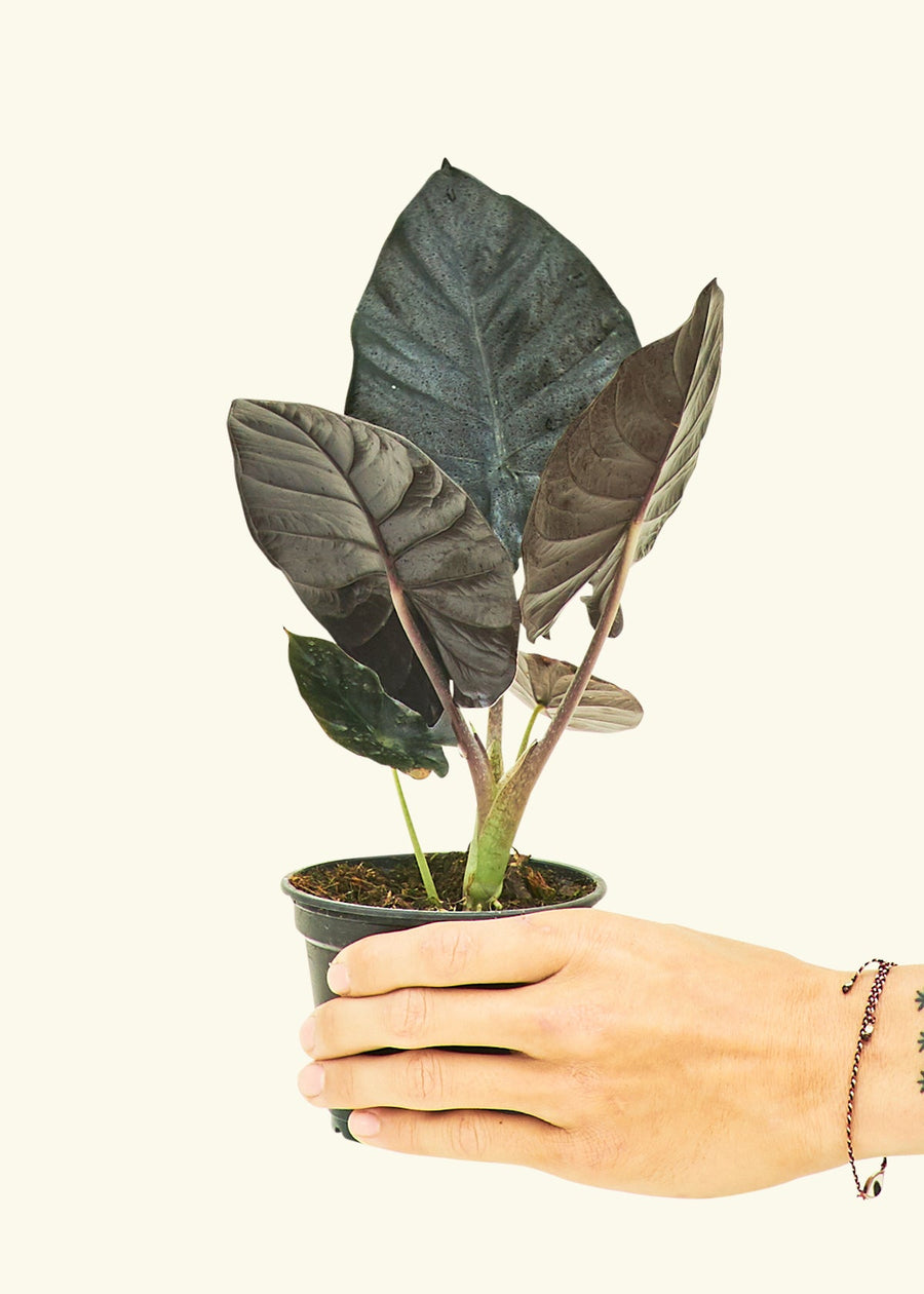 Small alocasia blackpanther in a grow pot.