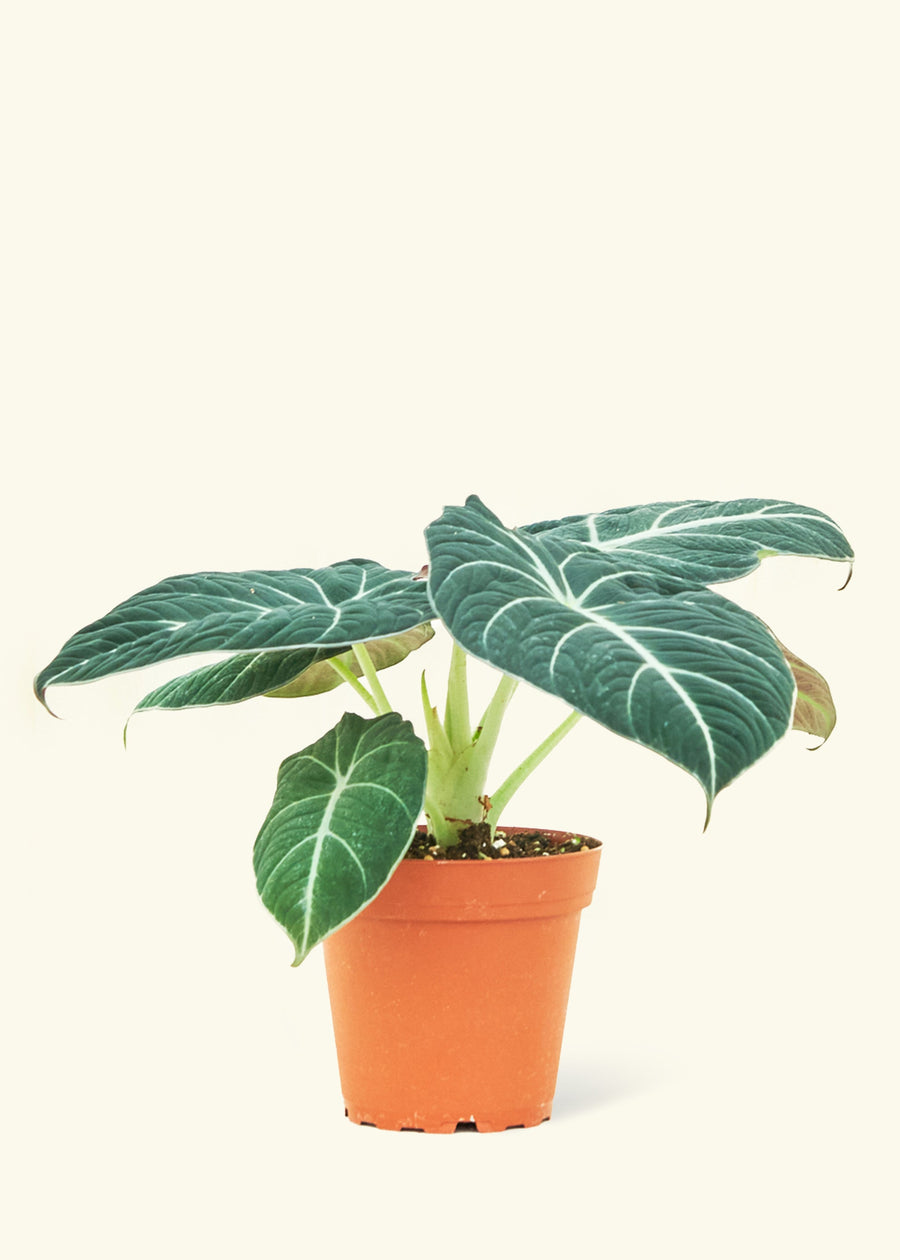 Small alocasia blackvelvet in a grow pot.