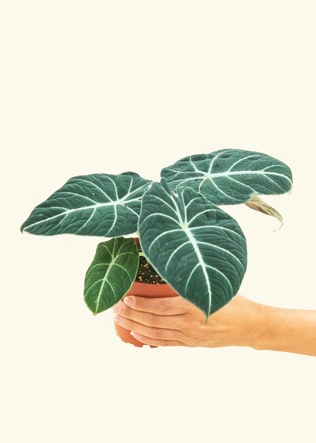 Small alocasia blackvelvet in a grow pot.