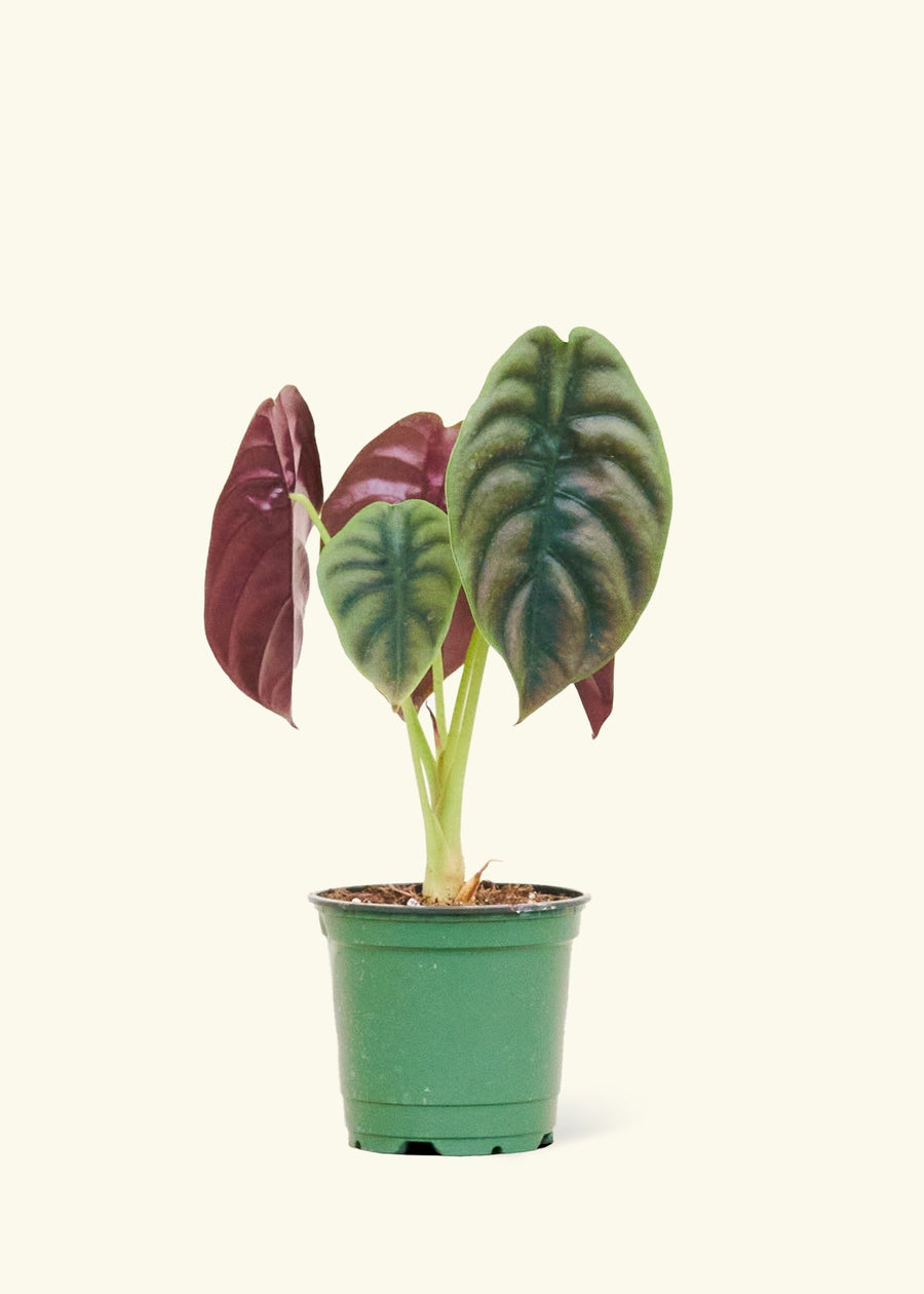 Small alocasia cuprea in a grow pot.