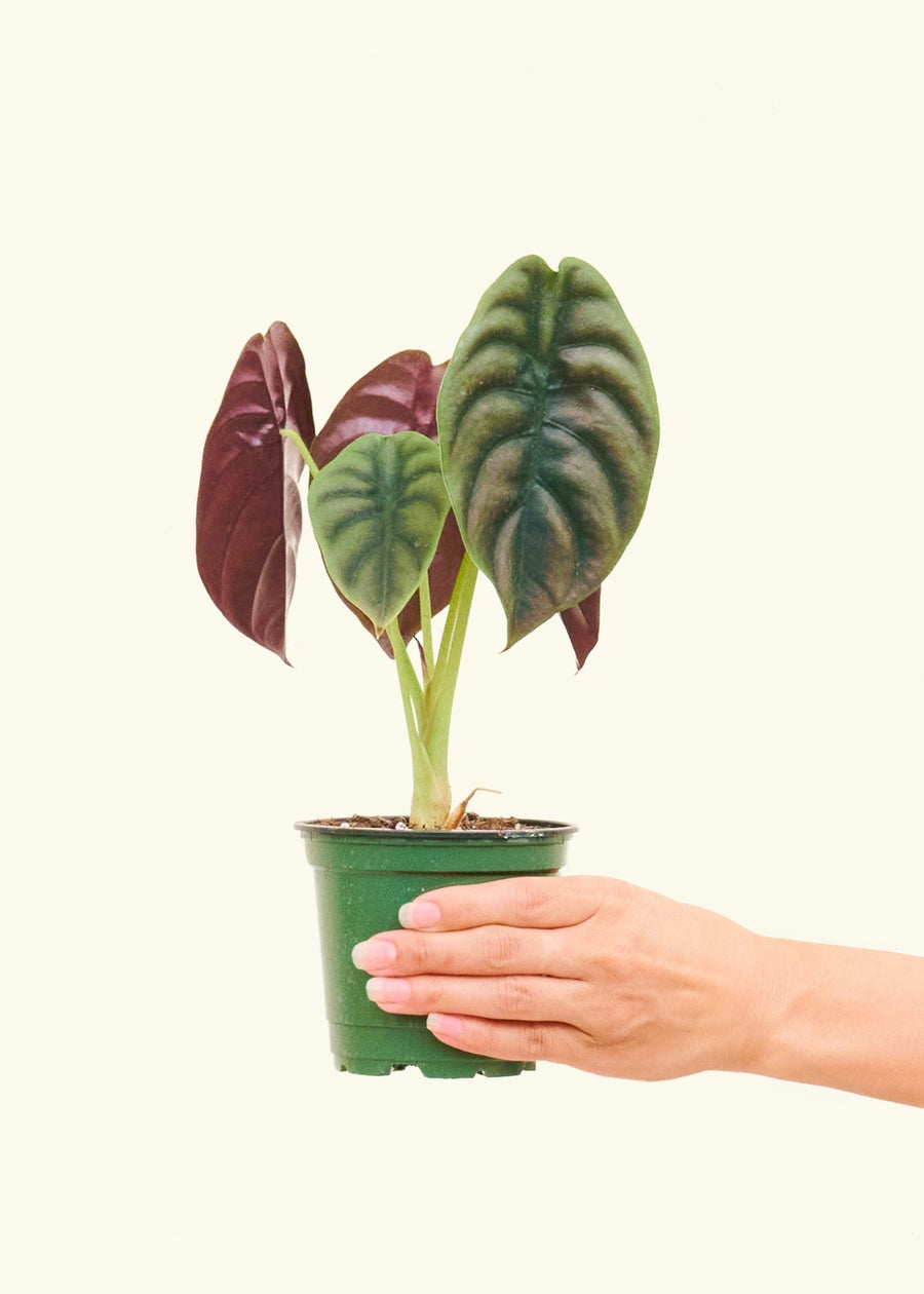 Small alocasia cuprea in a grow pot.