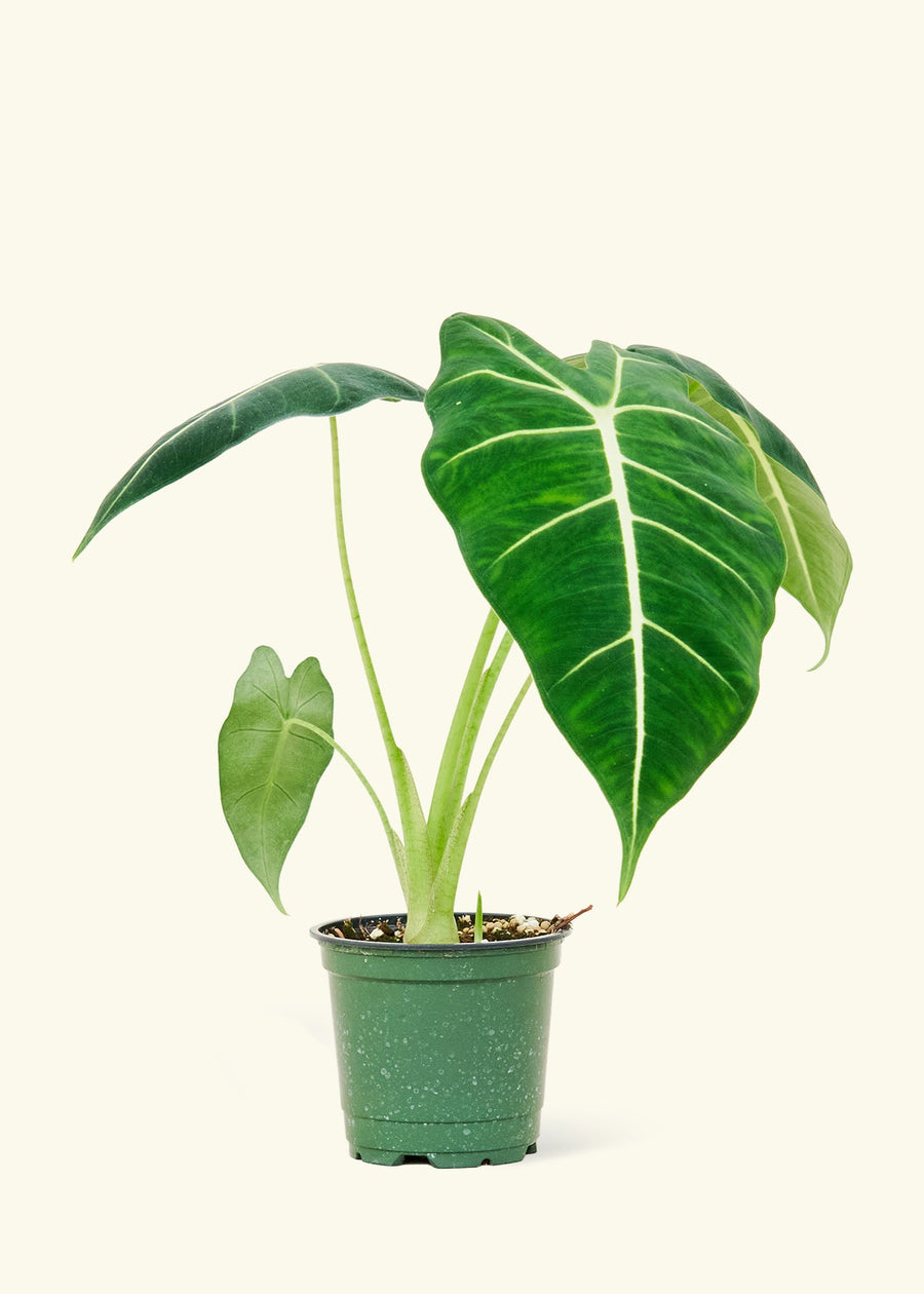 4" alocasia frydek in a grow pot.