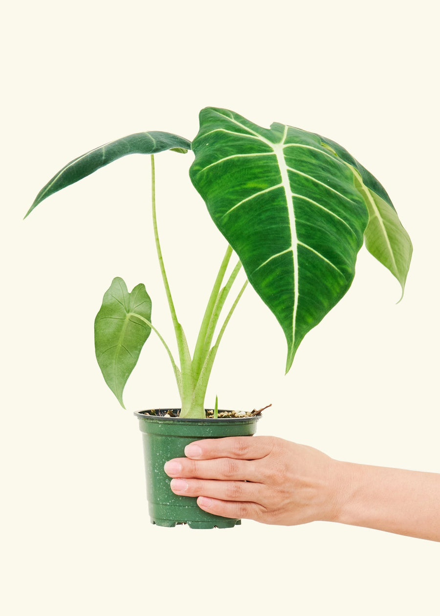 4" alocasia frydek in a grow pot.