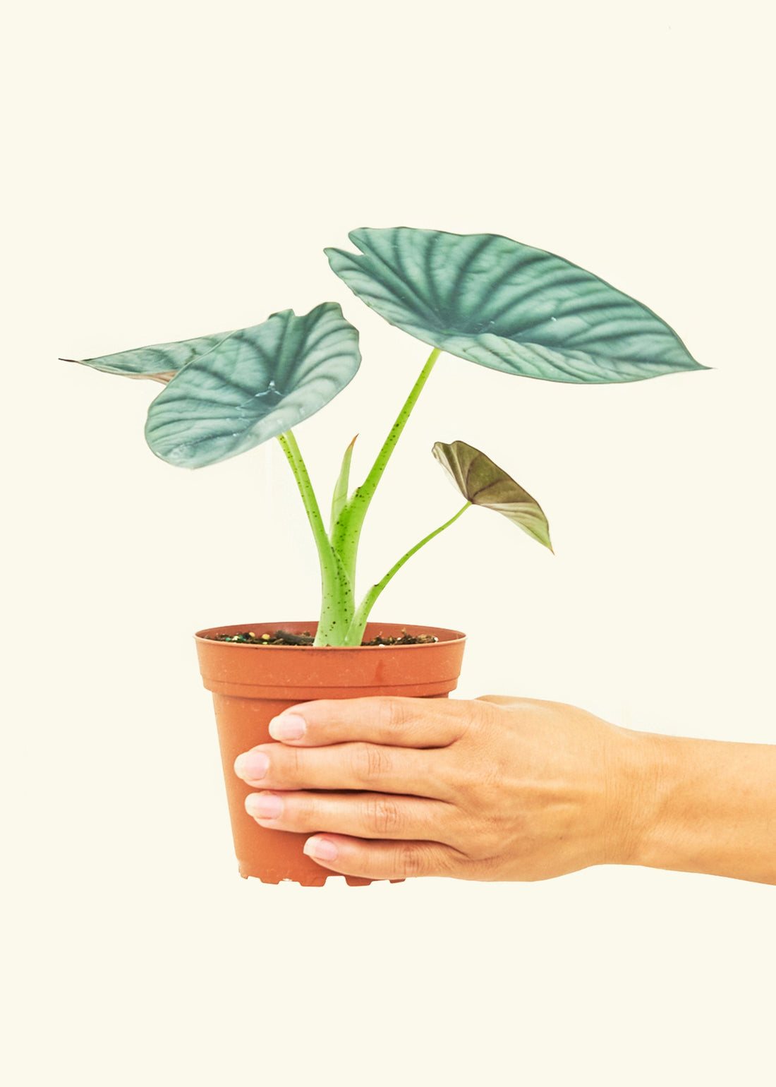 Small alocasia imperialis in a grow pot.