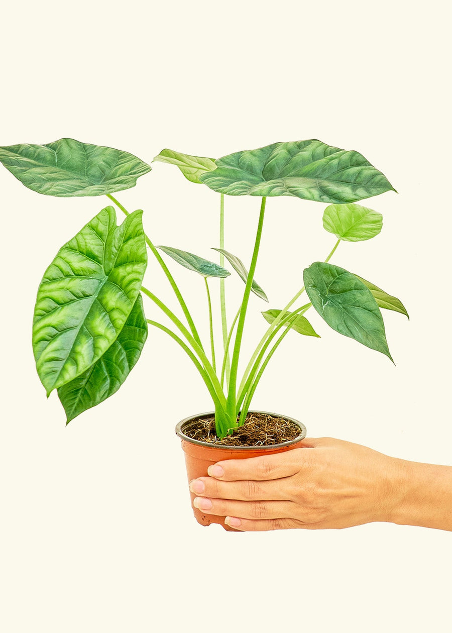 Small alocasia mirrorface in a grow pot.