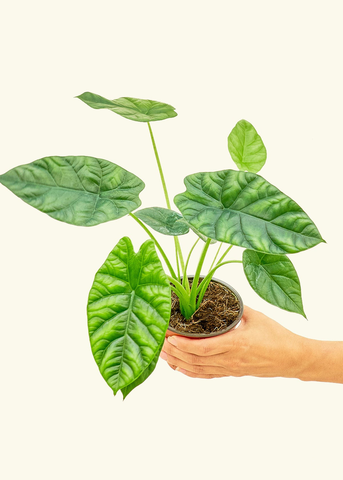 Small alocasia mirrorface in a grow pot.